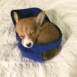 Doginhat sol coin image