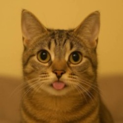 MINGMING sol coin image