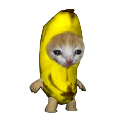 banana cat (BCAT) Crypto Token Logo - SOL Network